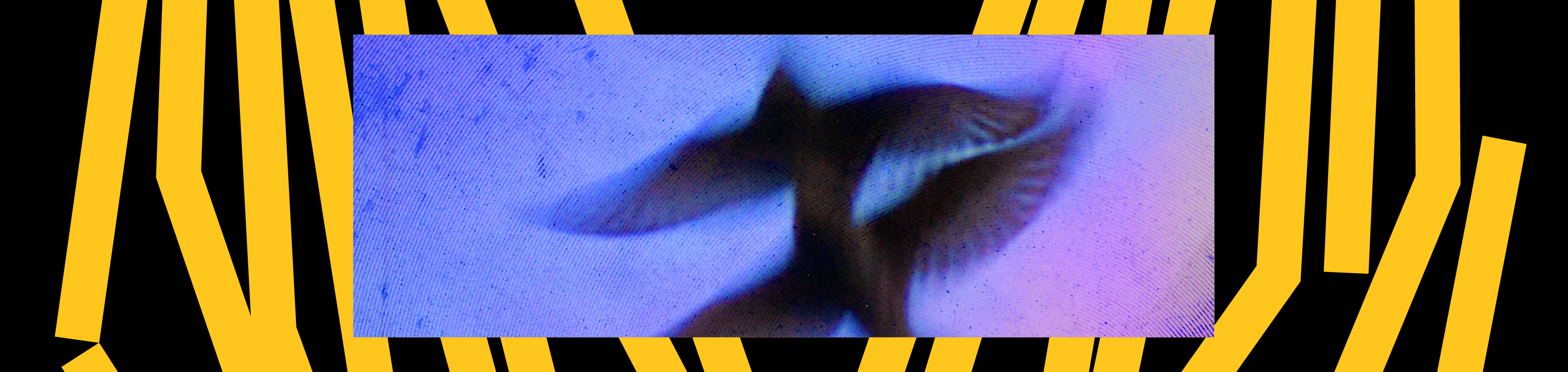 Carouselpic